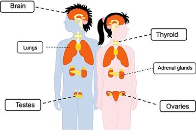 Current evidence on the impact of the COVID-19 pandemic on paediatric endocrine conditions